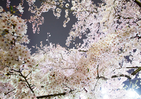 桜の波,写真